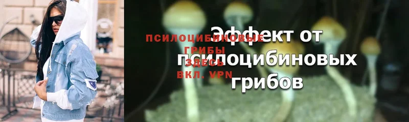 как найти закладки  Барыш  Псилоцибиновые грибы Magic Shrooms 